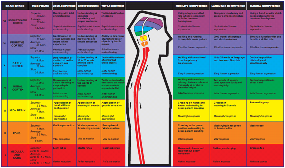 Brain Growth Chart